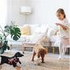 Blind Dog Harness with Anti-Collision Halo - Low Vision Pet Safety Device