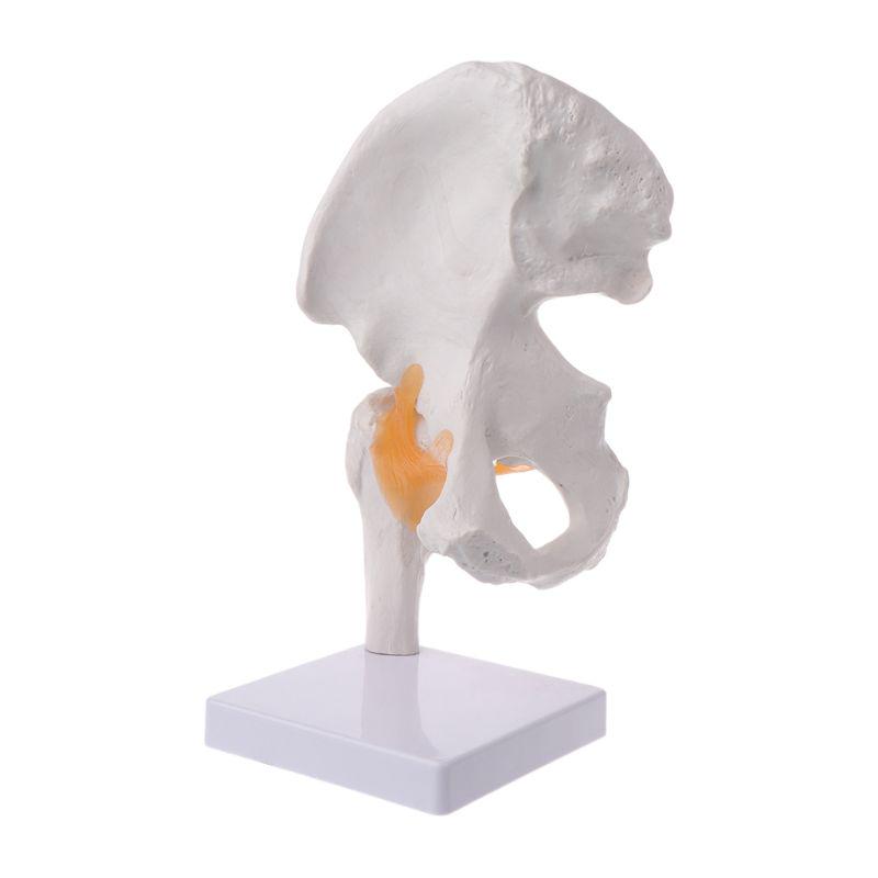Life Size Ligament Hip Joint Medical Anatomy Model Skeleton Teaching Tool
