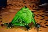 Frog Figurine - A Pair of Lovers In Embraces 8.5X17X11