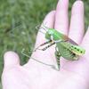 Simulation Insect Uang Cicada Cricket Frog Gardening Micro-landscape Decoration Teaching Refrigerator Stickers