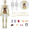 YoXinKau Human Anatomy Model Toy for Kids: Human Anatomy Model with Removable Organs, Anatomy Model Set, Educational Toy for Kids, Assembly and Disass