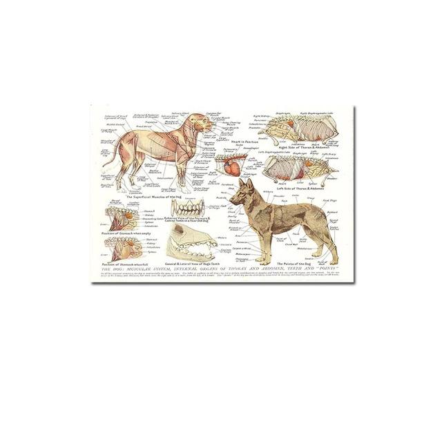 

Мышцы и органы собаки, печатная картина маслом, постер, лабораторное украшение на стену дома, изображение 21cm×30cm NoFrame