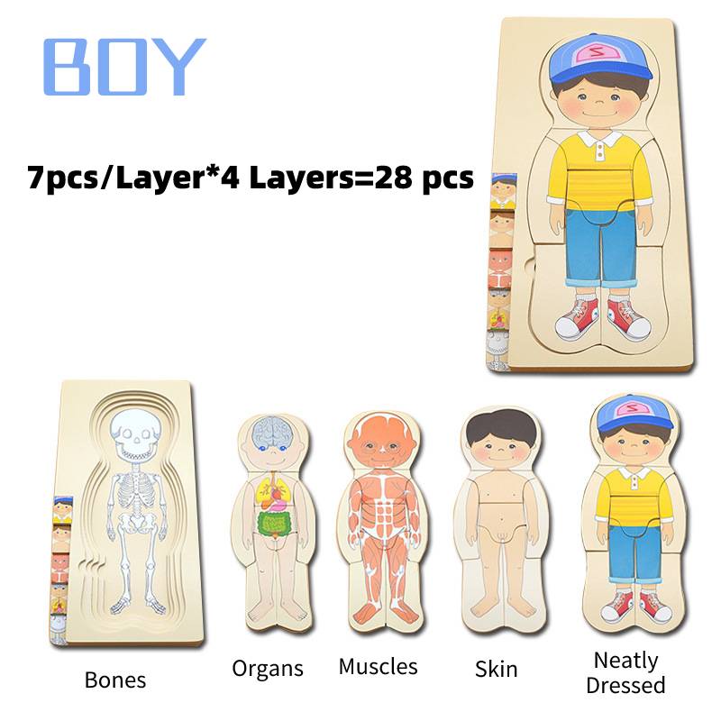 

Wooden Boy Girl Multilayer Learning Human Organs Jigsawn Early Toy Educational Boy
