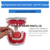 Large Kindergarten Oral Health Toothbrushing Model for Early Education