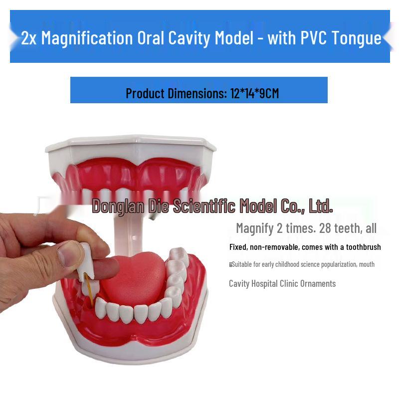 Large Kindergarten Oral Health Toothbrushing Model for Early Education