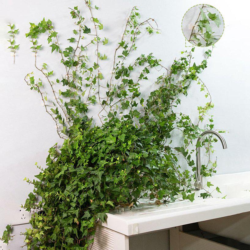 Vine Support Self-Adhesive Plant Climbing Wall Clip 100Pcs White Invisible Wall Plastic