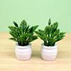 5pcs Plastic 1:12 Dollhouse Miniature Plant Green Luo Plant  Outdoor Doll House Model Accessories