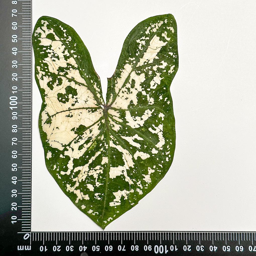 Colorful Caladium Powder Splash Dried Flowers & Leaves for DIY Crafts, Teaching, and Epoxy Photo Frames