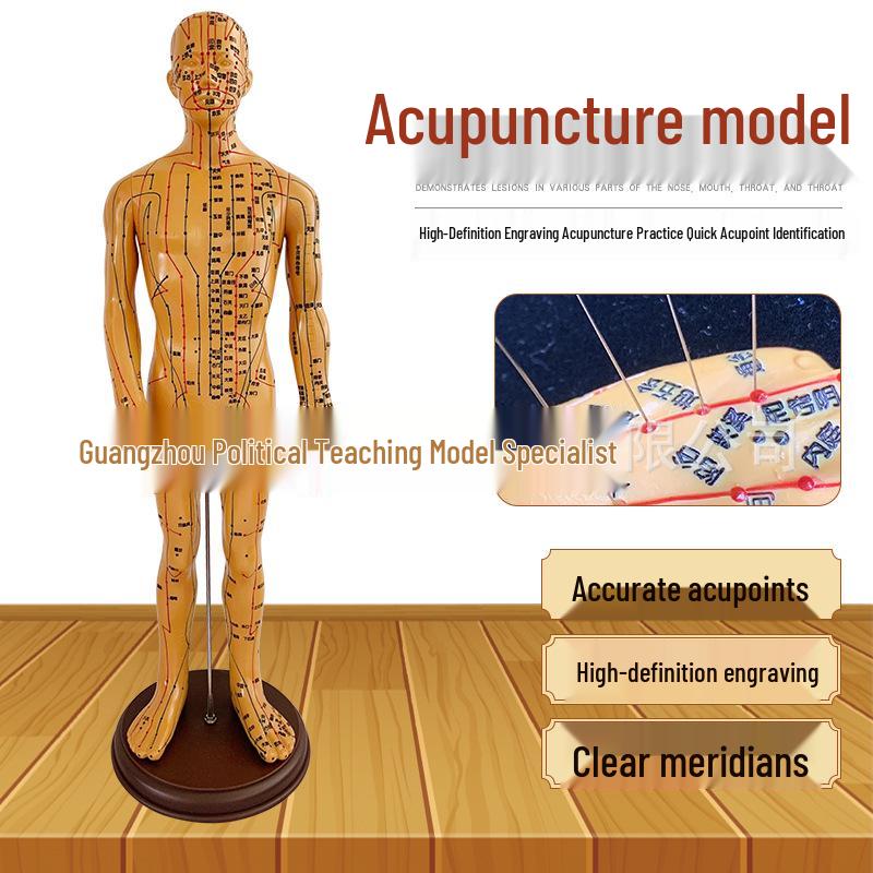 Copper Engraved Male Acupuncture Points Model - 50CM 50CM