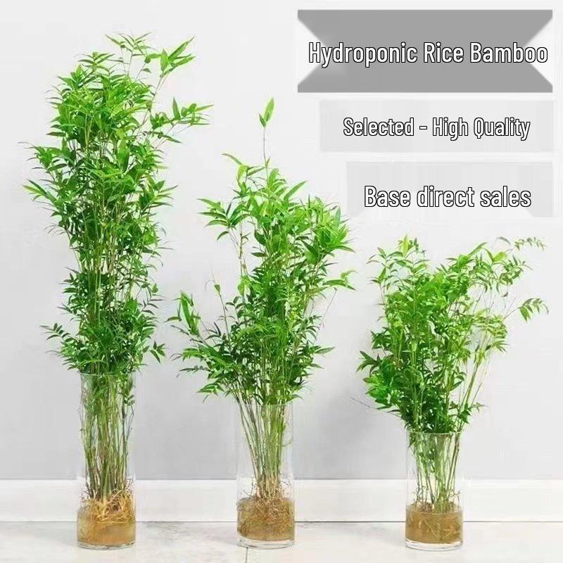 Compact Hydroponic Bamboo Rice Pot for Indoor/Outdoor Landscaping: Fiddle Leaf Bamboo Seedlings, Ornamental Courtyard Bonsai Plant.