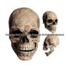 Terror Skull Halloween Mask with Movable Jaw
