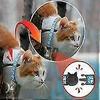 Katzenhalsband, 12 Stück Anti-Strangulations-Katzenhalsband Kätzchenhalsband Mit Refl