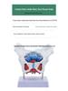 Female Pelvis and Pelvic Floor Model for Midwifery and Childbirth Education