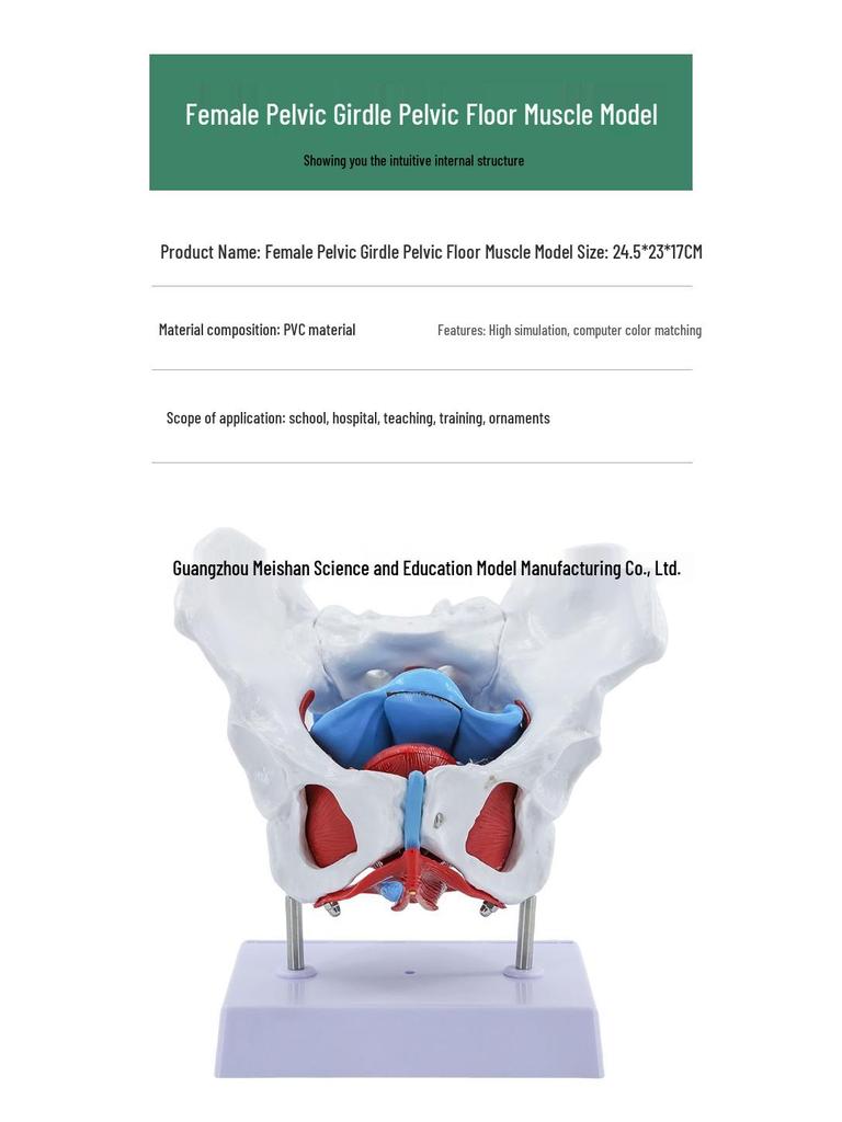 Female Pelvis and Pelvic Floor Model for Midwifery and Childbirth Education