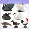 Bird Model Collection Featuring Greenheaded Duck And Gray Duck For Home Decor And Educational Use