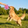 Squeaky Dog Flying Disc Bite-Resistant Rope Dog Toy Teeth Grinding Dog Chew Toy  Exercise
