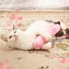 Interactive Cat Chew Toys Kitty Kick Sticks Soft Plush Catnip Toy Durable Cat Kick Toy for Teeth Cleaning and Indoor Playing