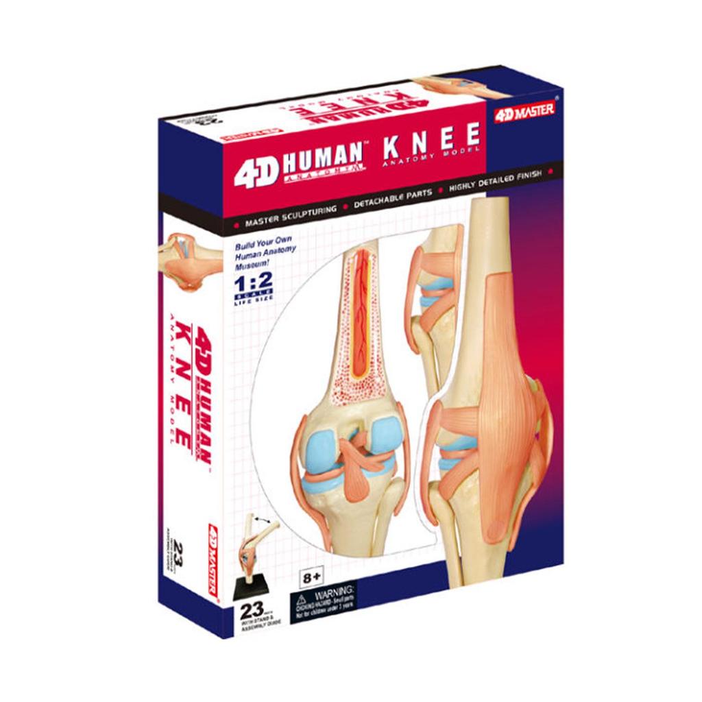 4D Knee Joint Ligament Anatomy Model for Medical Teaching