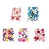 Dried Flowers DIY Decorative for Resin Jewelry Making Crafts Nail Stickers