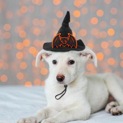 Halloween Spider Web Witch Hat Elastic Hair Band Pet Supplies Dog Cat Pumpkin Bat Hat Hair Accessories Happy Helloween Party