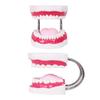 Giant 6X Dental Teaching Model