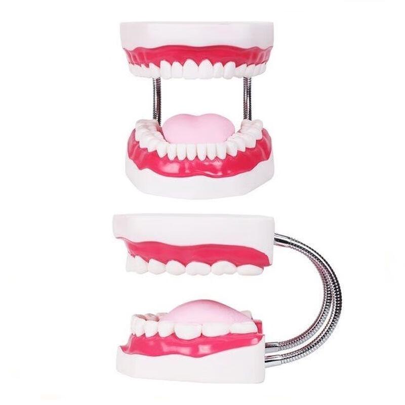 Giant 6X Dental Teaching Model
