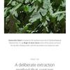 ROUND LAB - Mugwort Calming Serum