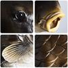Latex Realistische Karpfenmaske Realistische Fisch-Latexmaske Kopfbedeckung Fischkopfmaske Halloween Cosplay