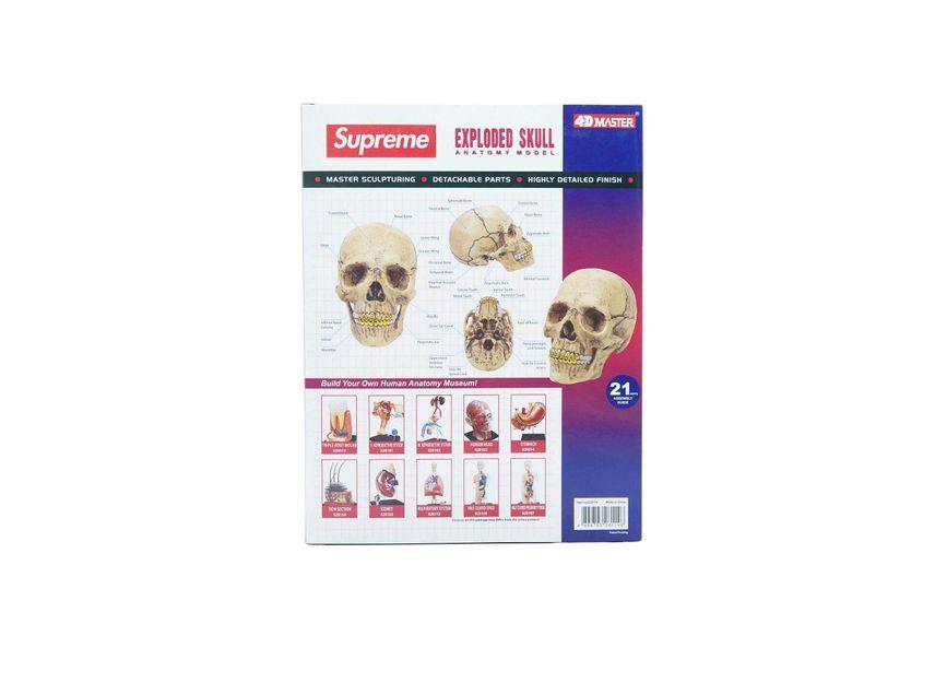 Supreme 4D Model Human Skull Natural
