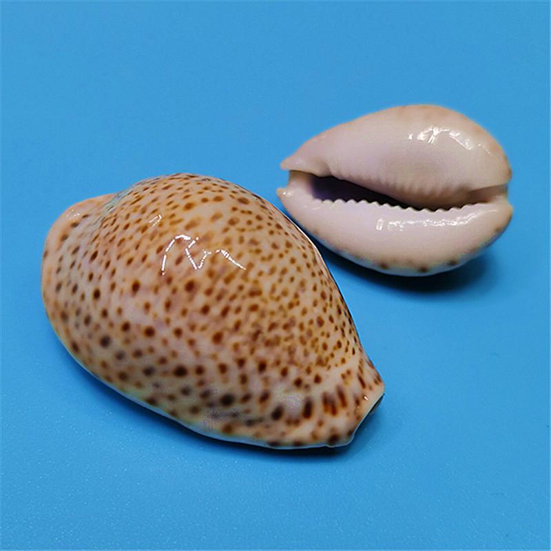 Vzácný přírodní exemplář mušle kauri pro akvárium nebo středomořskou domácí dekoraci