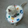Pet Elizabethan Collar Waterproof  Adjustable Post-Surgery Recovery Collar for Cat Dog Protective Prevent Licking Pet Collar