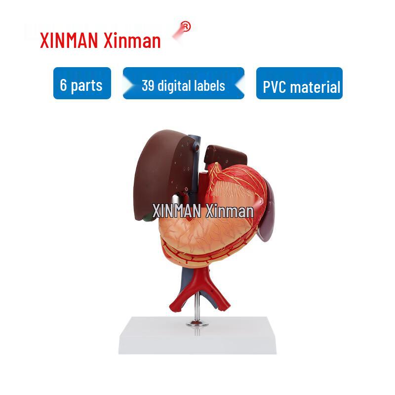 XINMAN Liver, Gallbladder, Pancreas, Spleen, Stomach, Duodenum Model