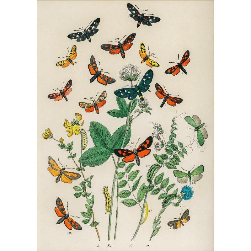Butterfly Set of 6 Prints Poster Botanical Floral Poster Summer Insect Flower Canvas Painting Wall Art Nursery Room Home Decor