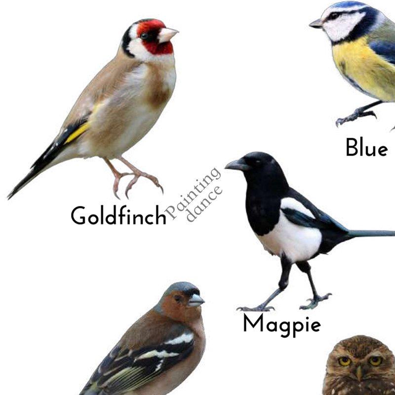 Birds Animal Educational Poster Wall Art Canvas Painting Picture Nature Study Learning Prints Kids Kindergarten Wall Room Decor