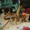 Tank Background Reptile Fish Tank Ornament Natural Trunk Plant Stump Driftwood Cuckoo Root