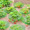 Growing Racks Strawberry Planting Tray Holder Strawberry Supports Plant Fruit Stand  Greenhouse