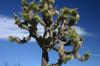 SAFLAX Joshua Tree - 10 Seeds - Yucca Brevifolia
