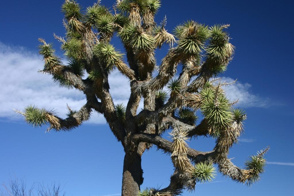 SAFLAX Joshua Tree - 10 Seeds - Yucca Brevifolia