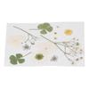 Dried Pressed Flowers DIY Handcraft Flower Bookmark Natural Flowers Phone Cases Pressed Flowers Dry Flower Plant