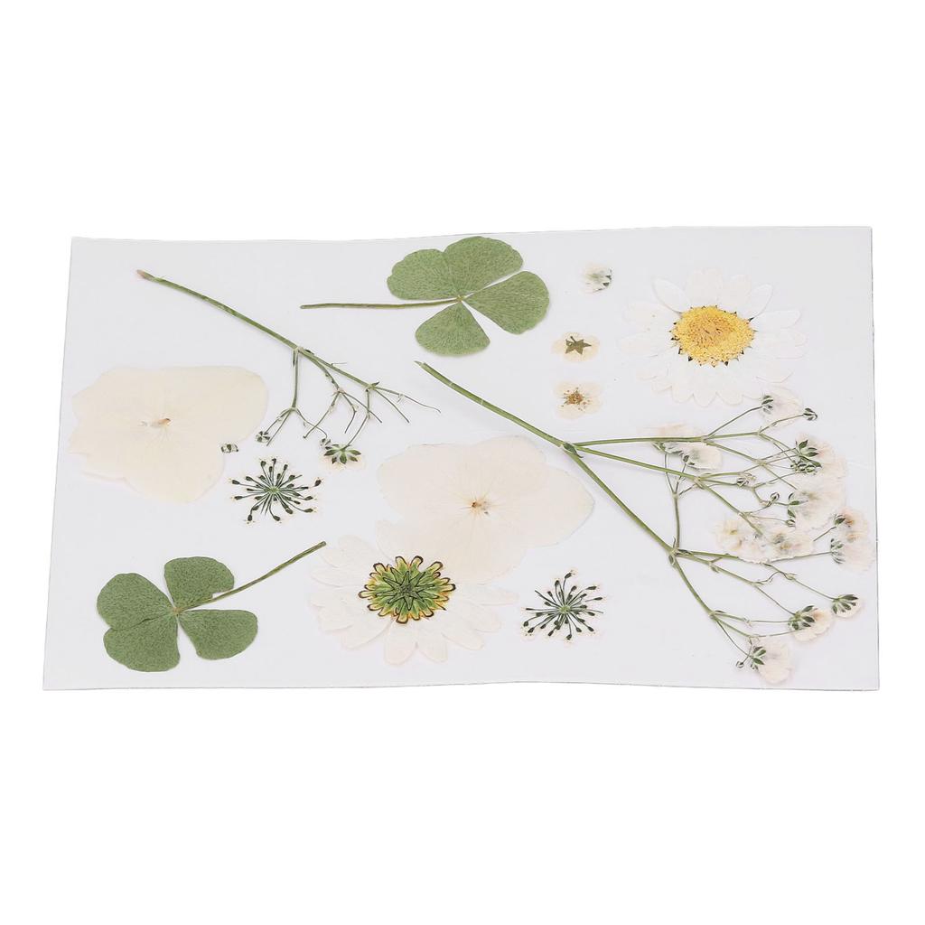 Dried Pressed Flowers DIY Handcraft Flower Bookmark Natural Flowers Phone Cases Pressed Flowers Dry Flower Plant