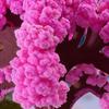 DIY Artificial Crystal Growing Magic Sakura Paper Tree Novelty Toy Christmas Tree Kids New Year Gift Xmas Home Decor Ornament