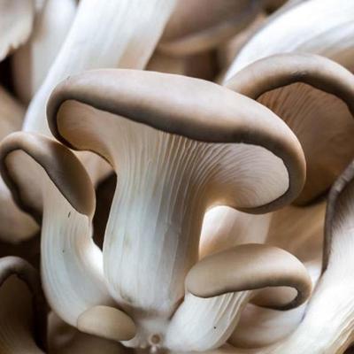 Oyster Mushroom Mycelium - Mushroom Growing Kit - Grow Mushroom Spores