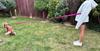 Dog Leash with Shock Absorber 380cm FUCHSIA Adjustable HandsFree Made in Poland