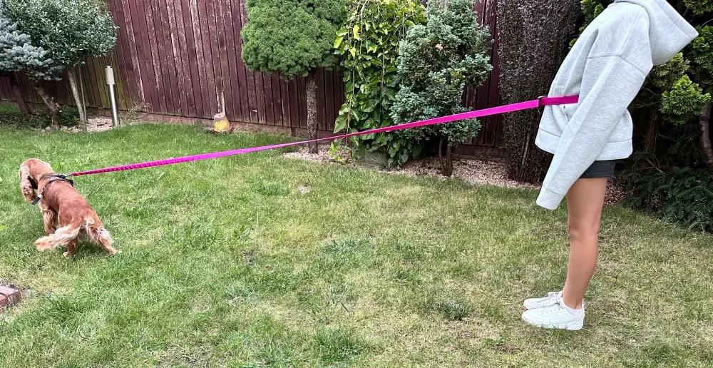 Dog Leash with Shock Absorber 380cm FUCHSIA Adjustable HandsFree Made in Poland