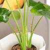 6pcs Climbing Plants Support Clips Alocasia Monstera Plant Support Plants Accessories Leaf Stabilizer Plant Stem Fixation Bracke