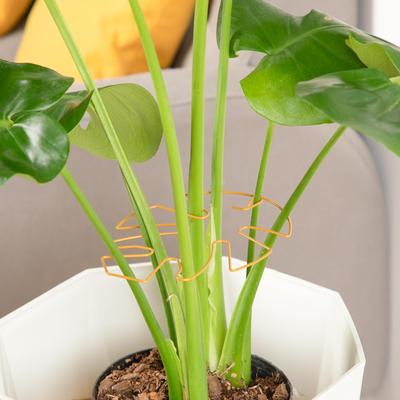6/10Pcs Reusable Plant Stem Support Ring Metal Monstera Support Flowers Growth Fixed Rod Stakes Plant Branches Stem Organizer
