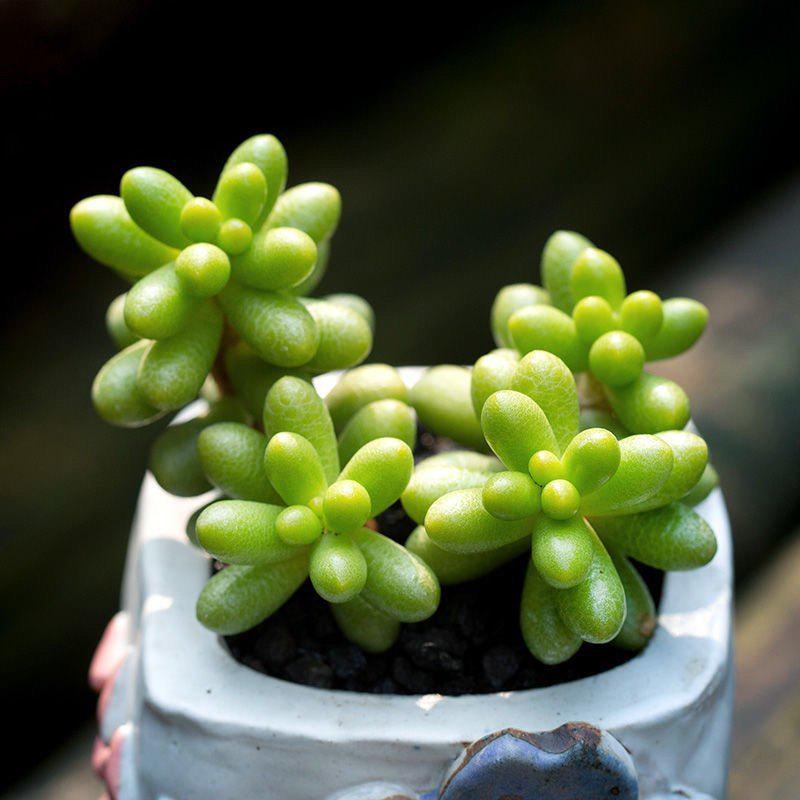 Green Turtle Multi-head Succulent Plant - Beginner-friendly, Cute, Meaty, Potted, Radiation-Protective Greenery