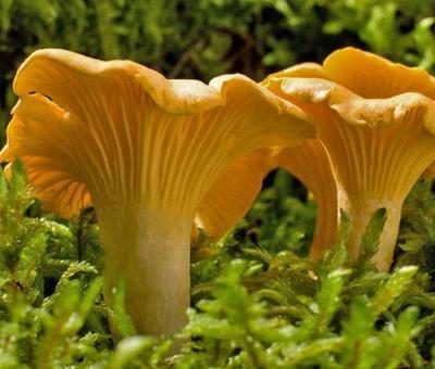 Micélio de Chanterelle Amarelo - Kit de cultivo de cogumelos - Cultivo de esporos de cogumelos