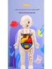 DIY Human Organ Structure Model for Children's Science Education