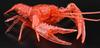 Free Research Series 24 Living Creatures Edition American Crayfish Plastic Model No. EX-4 (Clear Red)